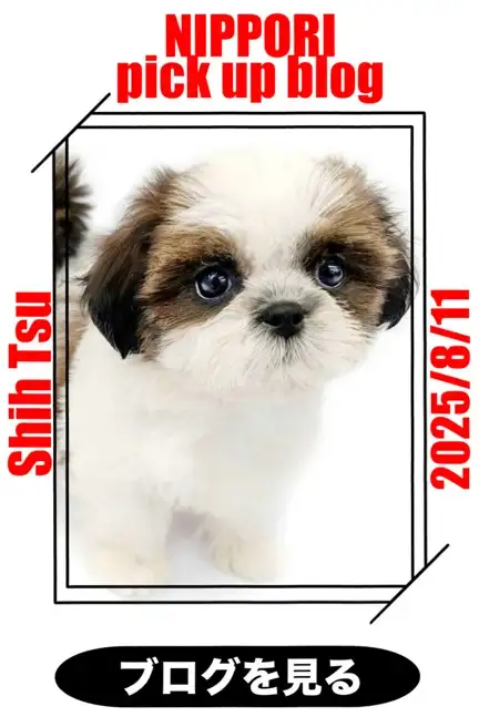 東日暮里店‐シーズー