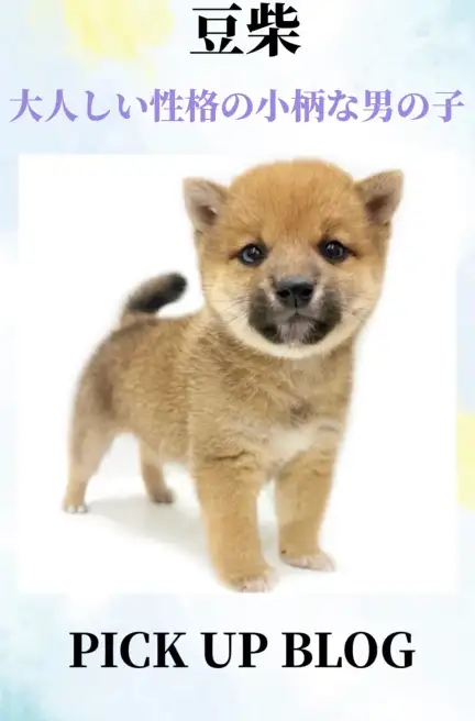 豆柴ブログ