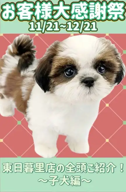 東日暮里店‐感謝祭犬(バナー枠1)