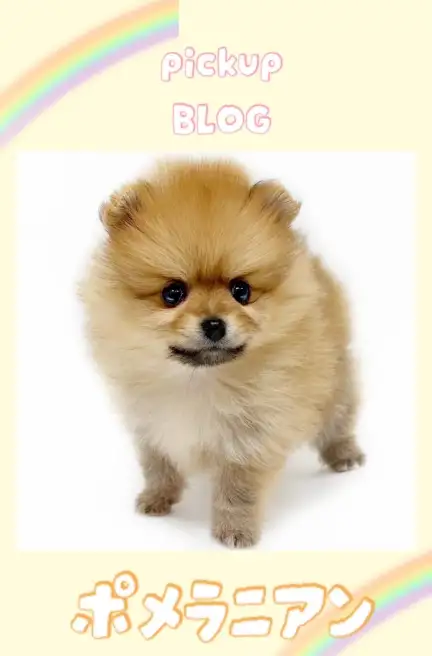 東川口店スライド-ポメラニアン