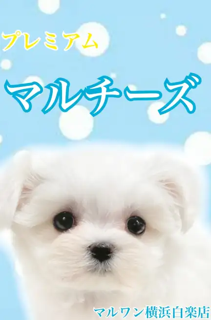 マルチーズ