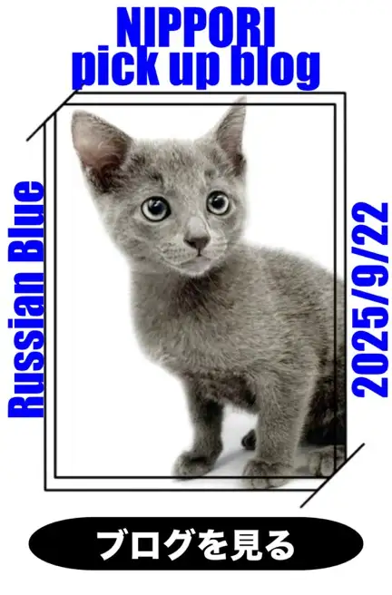 東日暮里店‐ロシアンブルー