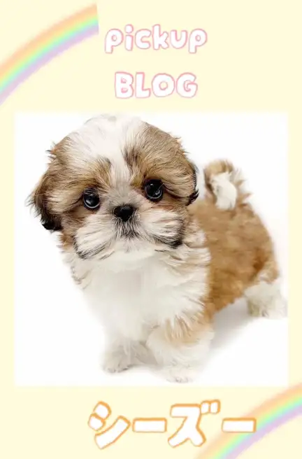 東川口店シーズー