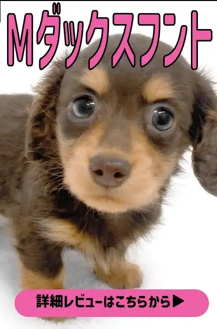 レビュー／マルプー