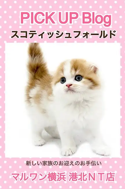 スコティッシュ