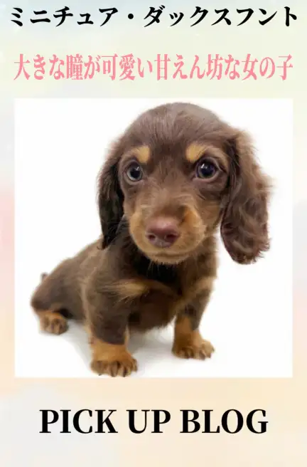 ミニチュア・ダックスフントブログ