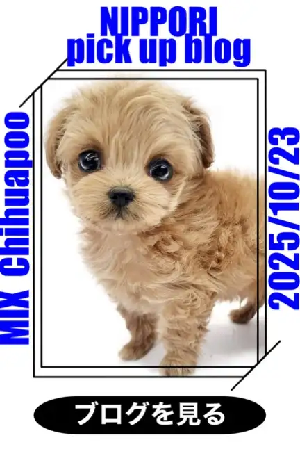 東日暮里-チワプー