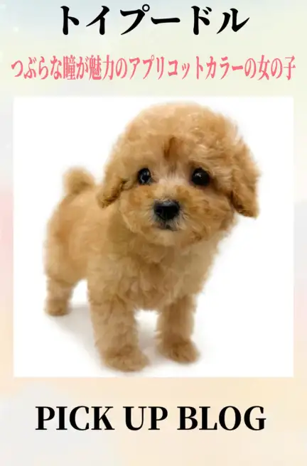 トイプードルブログ