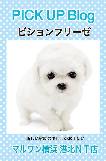 ビションフリーゼ