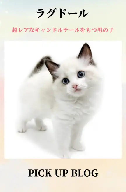 ラグドールブログ