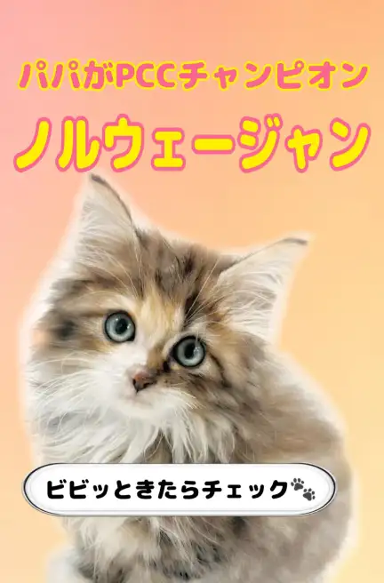 ノルウェージャンフォレストキャット