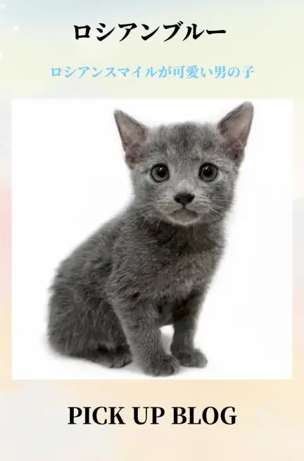 ロシアンブルーブログ