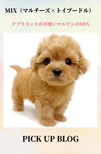 MIX(マルチーズ×トイプードル)ブログ