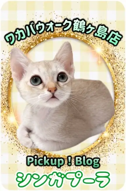 pickupブログ