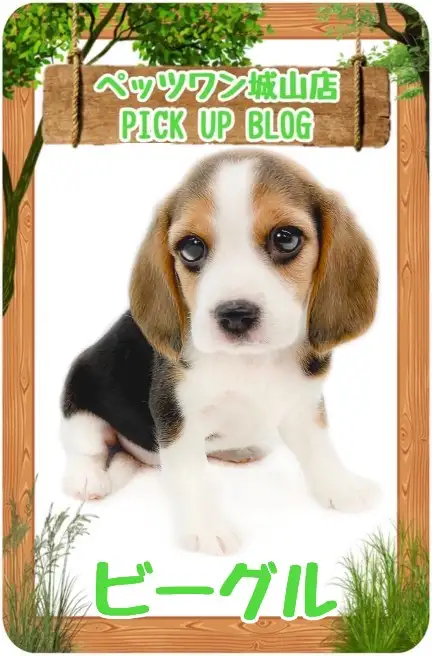 【 ビーグル 】反則級な可愛さ！愛嬌たっぷりのビーグルちゃんが来店！
