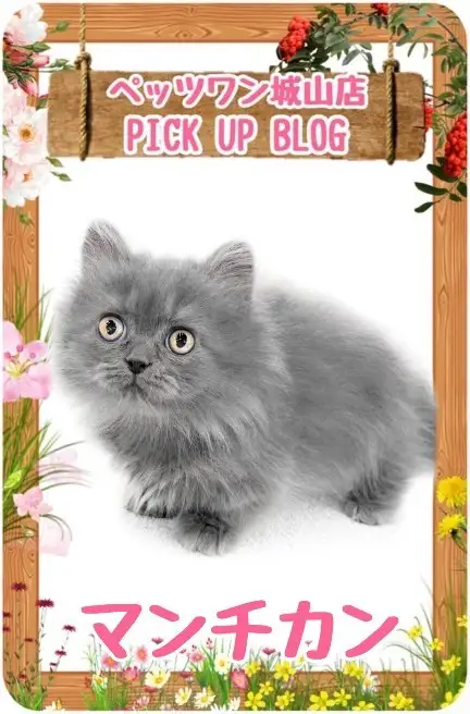 【 マンチカン 】人気のブルータビー！愛おしいフォルムの長毛短足マンチカン