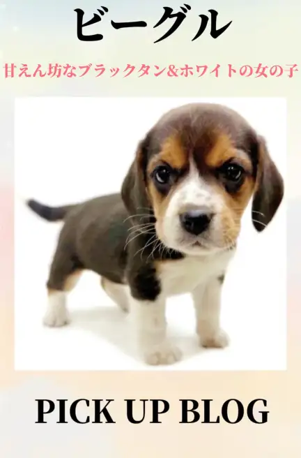 ビーグルブログ