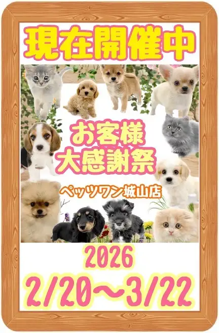 【 お知らせ 】お客様大感謝祭開催中！気になるあの子を迎えるチャンス！