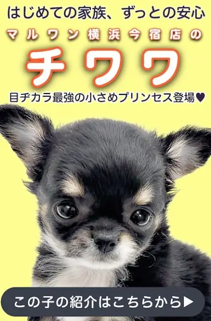 チワワスライド