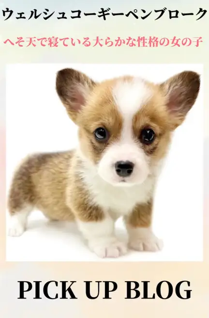 コーギーブログ