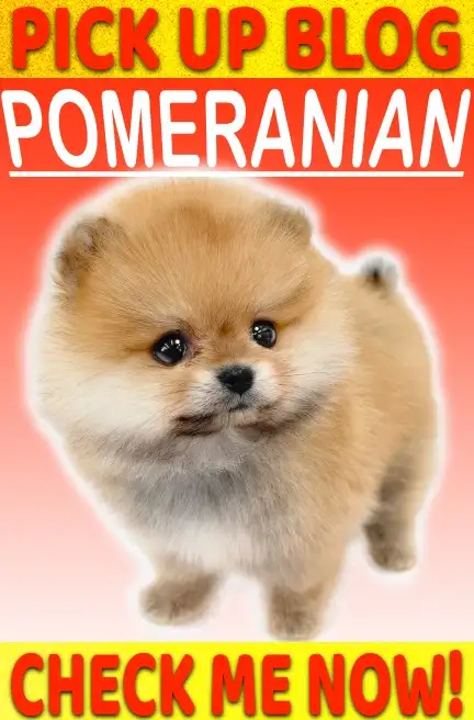 ポメ