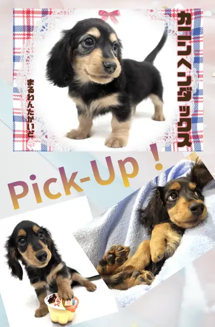 高井戸店‐ダックスフント