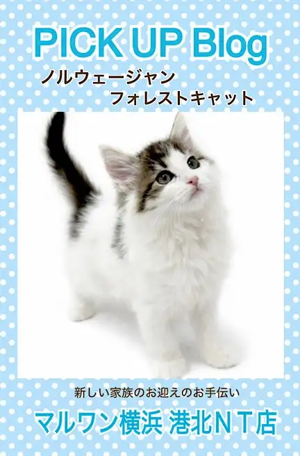 ノルウェージャン