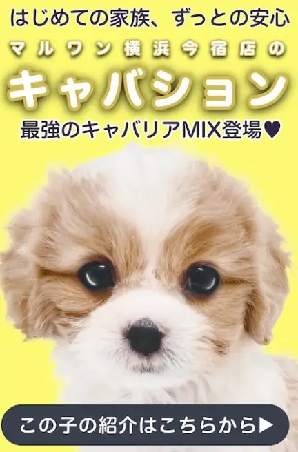 キャバションスライド