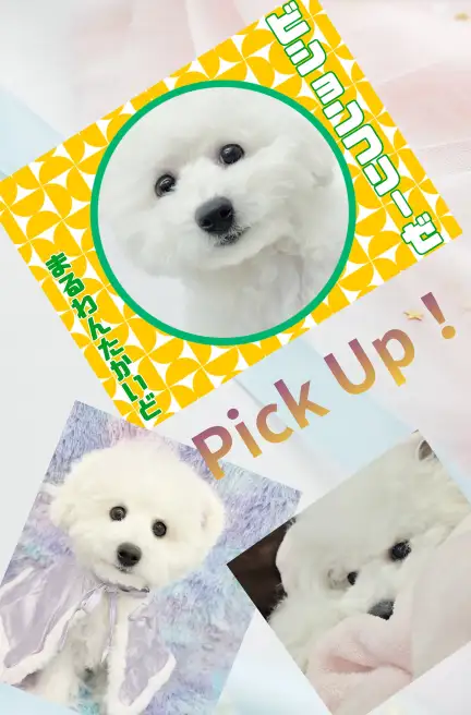 高井戸店‐ビション