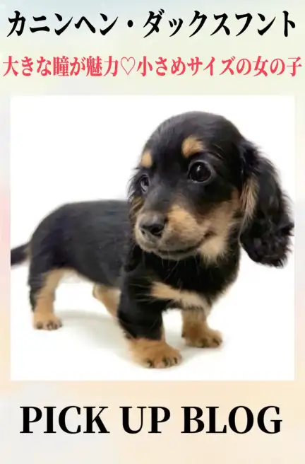 カニンヘン・ダックスフントブログ