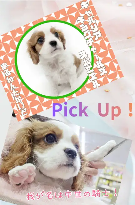 高井戸店‐キャバリア