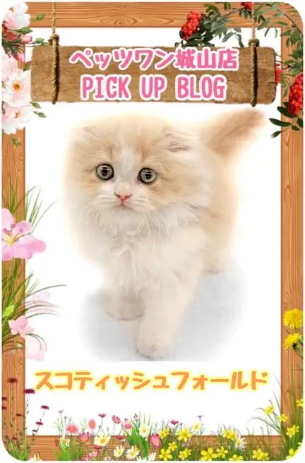 【 スコティッシュフォールド 】魅力が無限大！悶絶級に可愛いスコちゃん