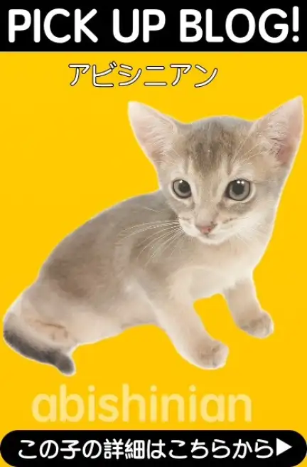 鶴見店-アビシニアン