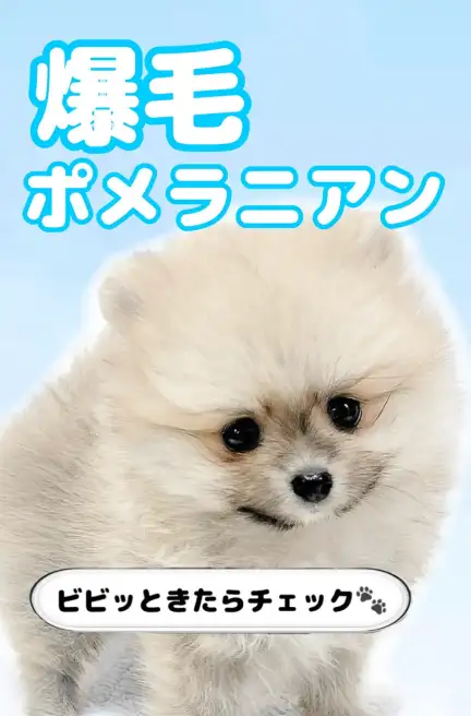 ポメラニアン