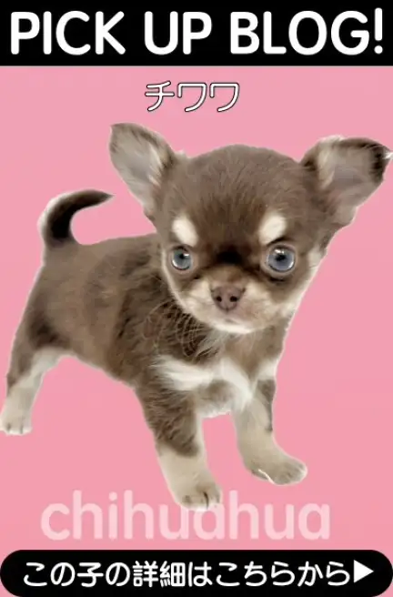 鶴見店-チワワ
