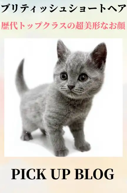 ブリティッシュショートヘアブログ