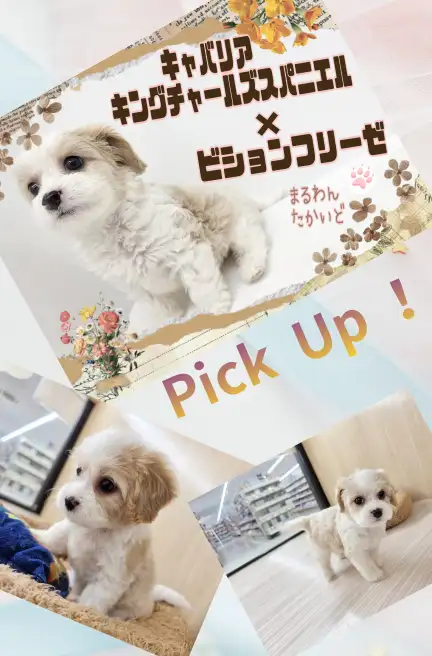 高井戸店‐キャバション