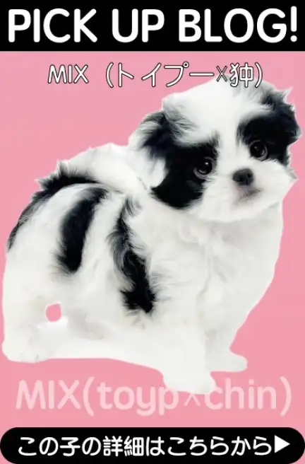 鶴見店-MIX（トイプードル☓狆）