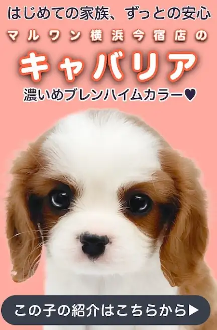 キャバリアスライド