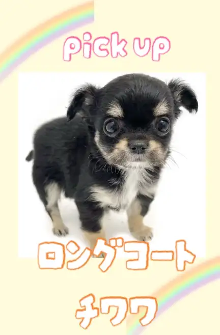 チワワ