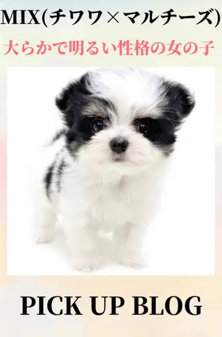 MIX(チワワ×マルチーズ)ブログ