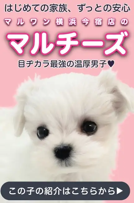 マルチーズスライド