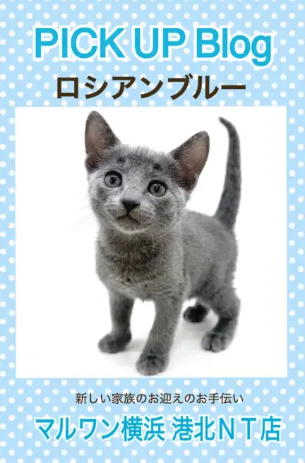 ロシアンブルー