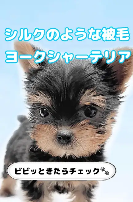 ヨークシャーテリア