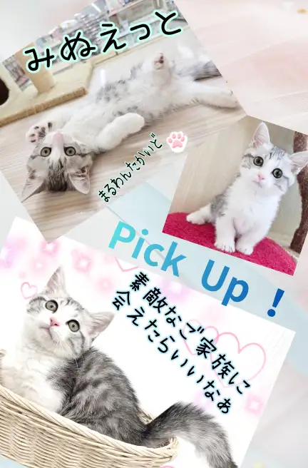 高井戸店‐ミヌエット