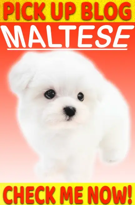 マルチ