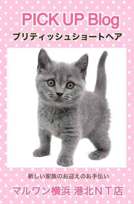 ブリティッシュ