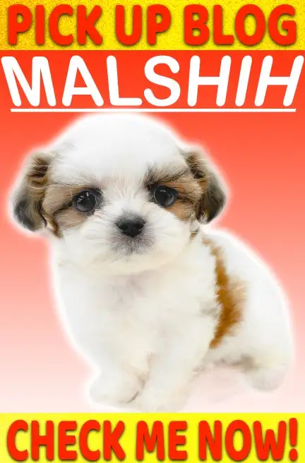 マルシー