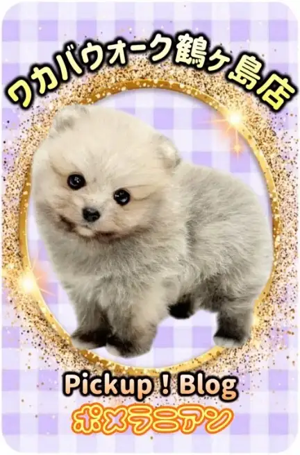 ワカバウォーク鶴ヶ島店 PICK UP BLOG DOG