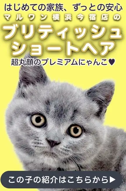 ブリティッシュスライド